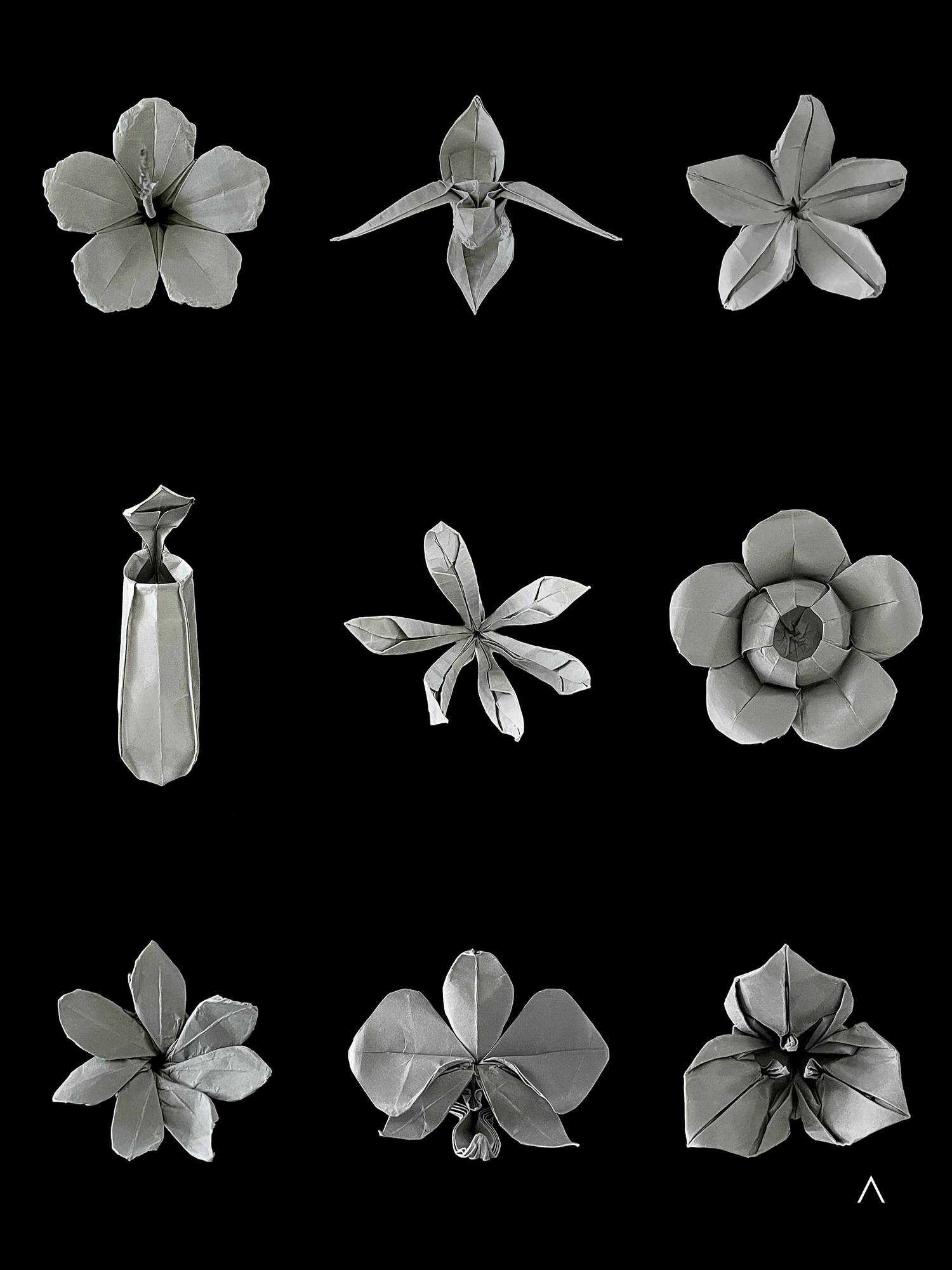 Southeast Blaze 东南炽花