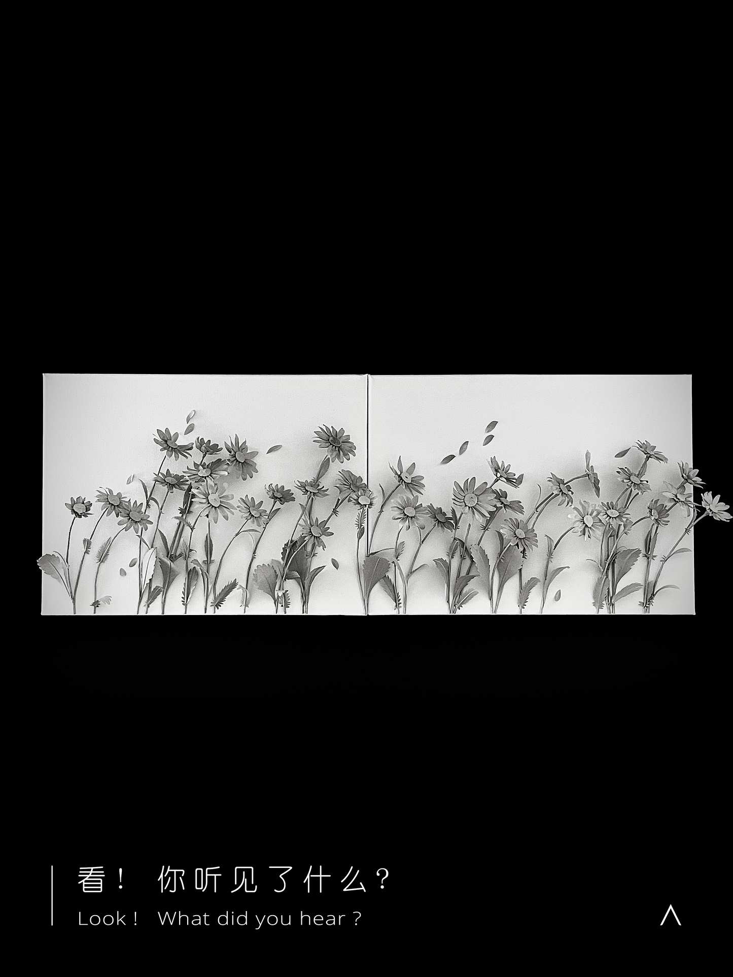 The Sound of the Oxeye Daisy Field