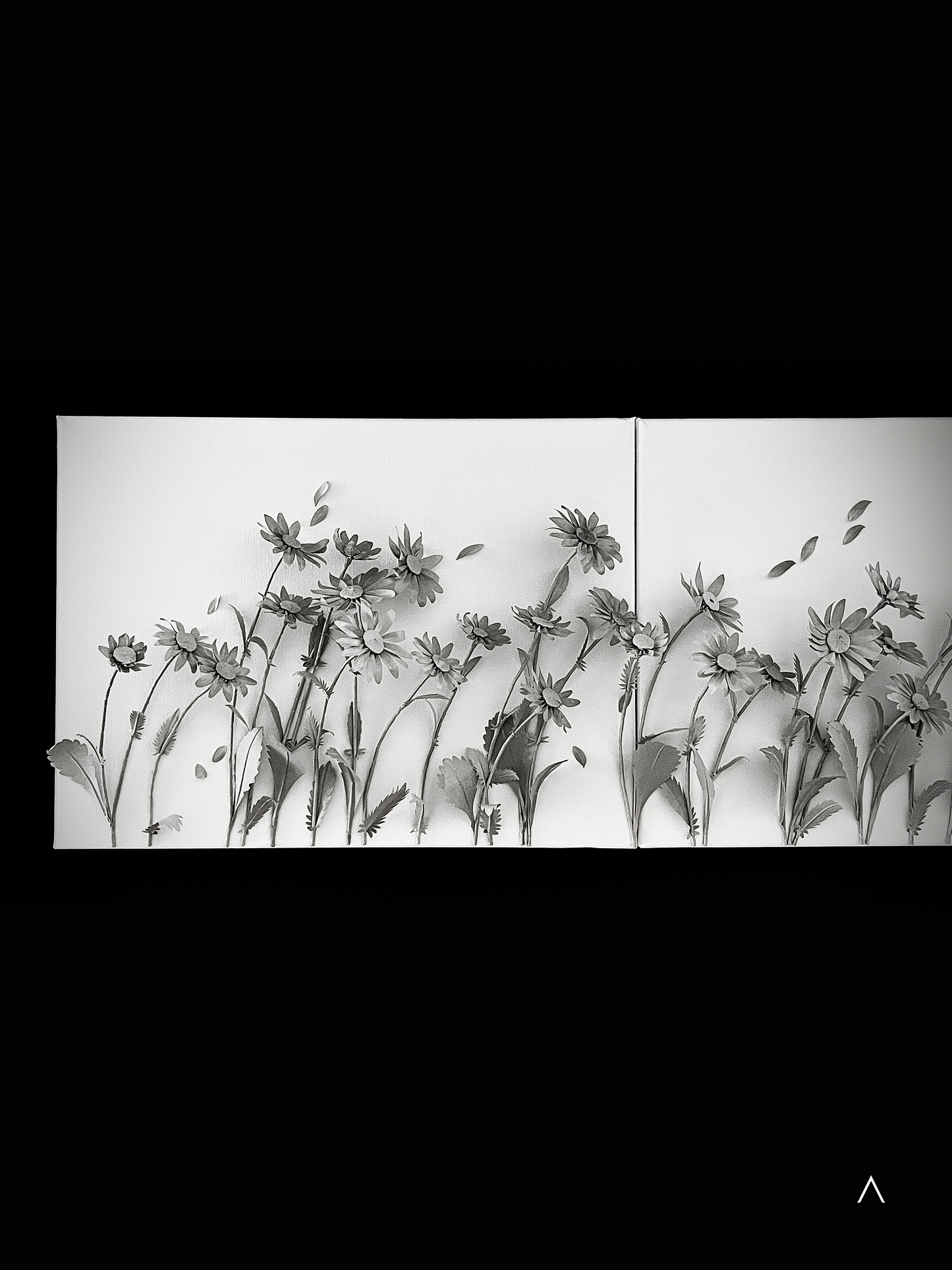 The Sound of the Oxeye Daisy Field