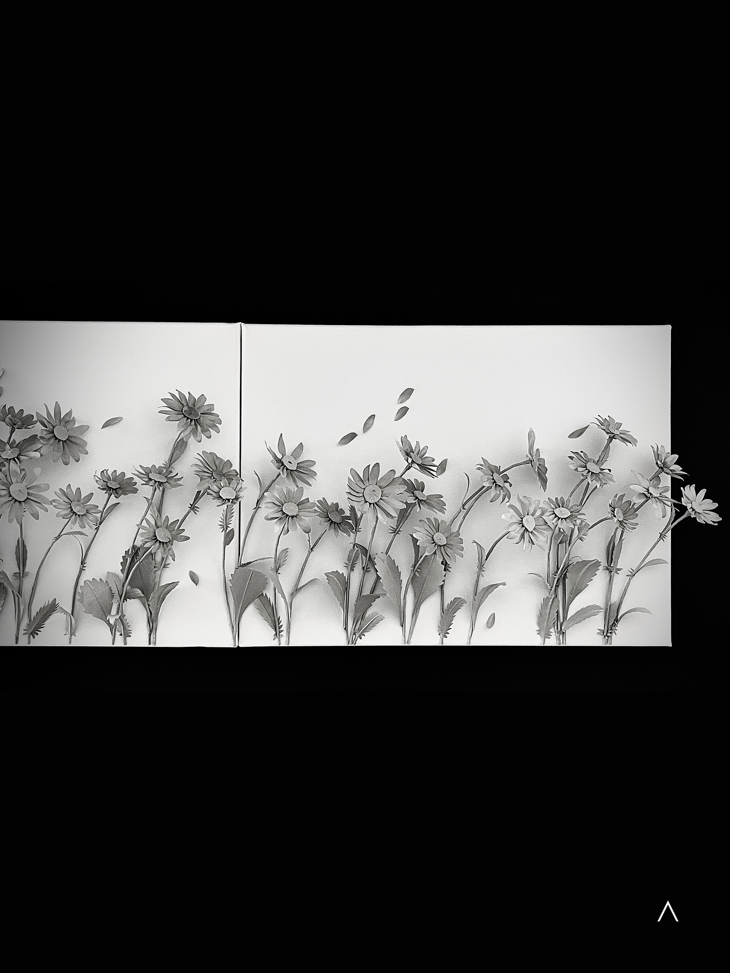 The Sound of the Oxeye Daisy Field