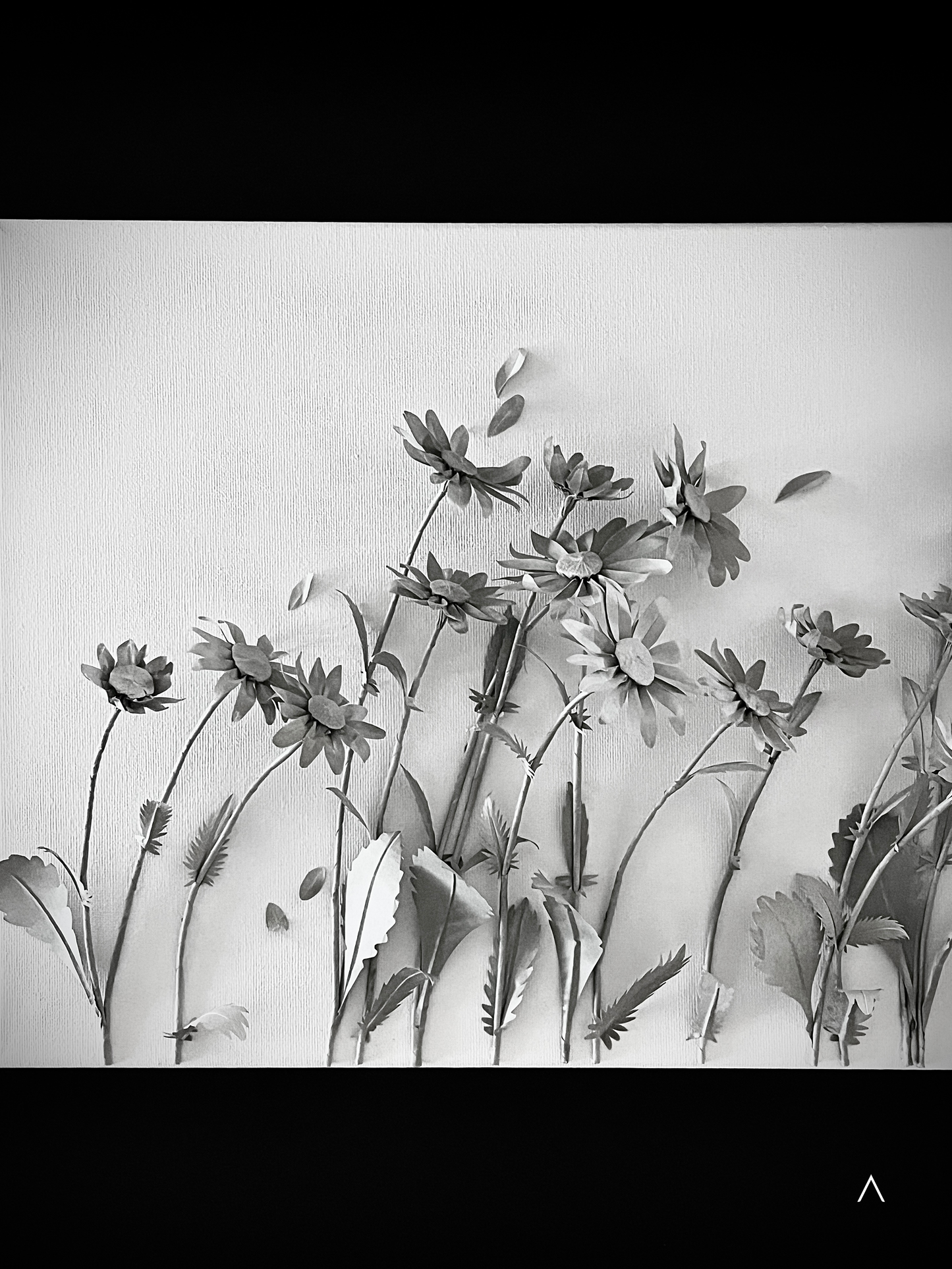 The Sound of the Oxeye Daisy Field