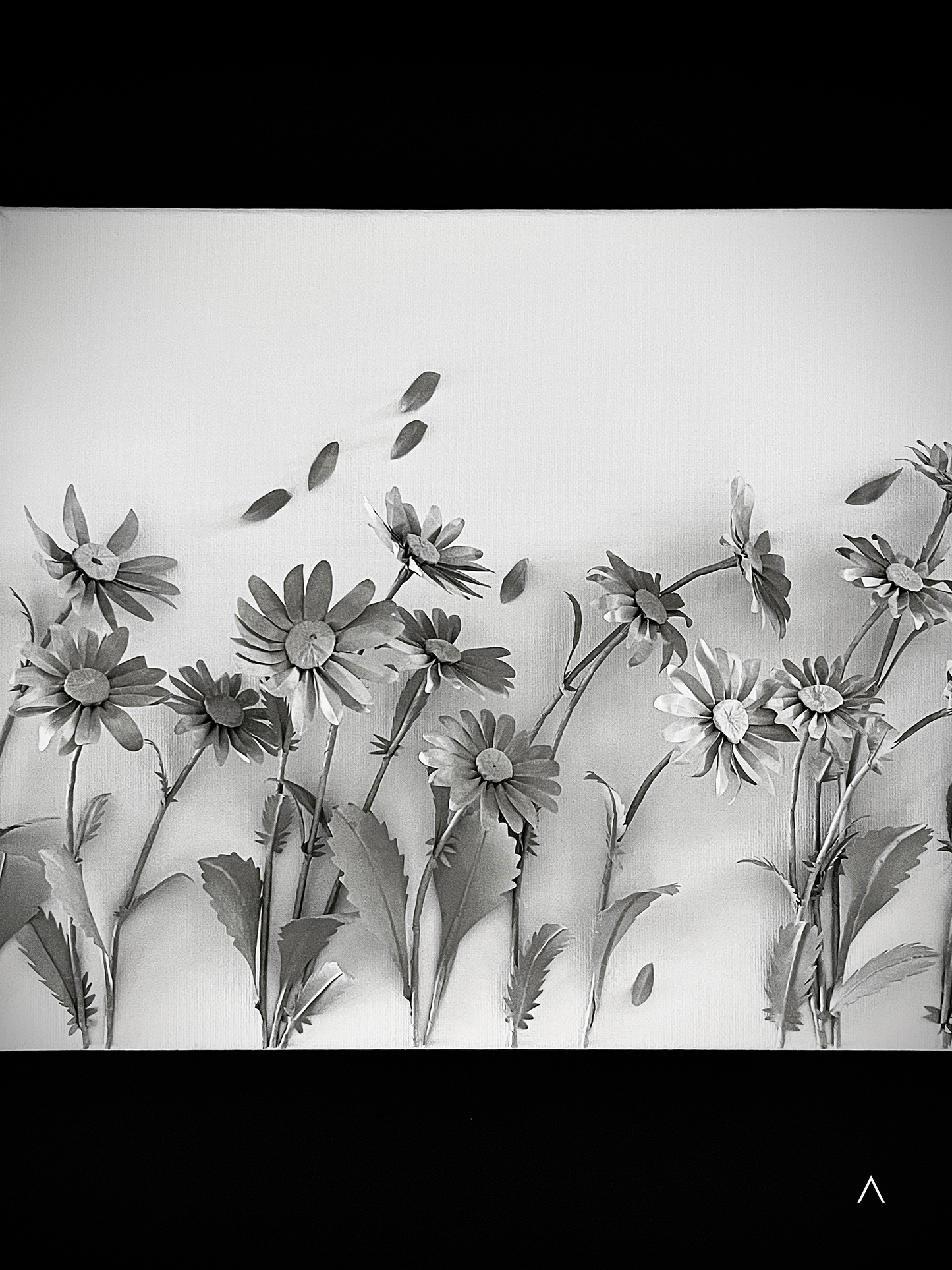 The Sound of the Oxeye Daisy Field