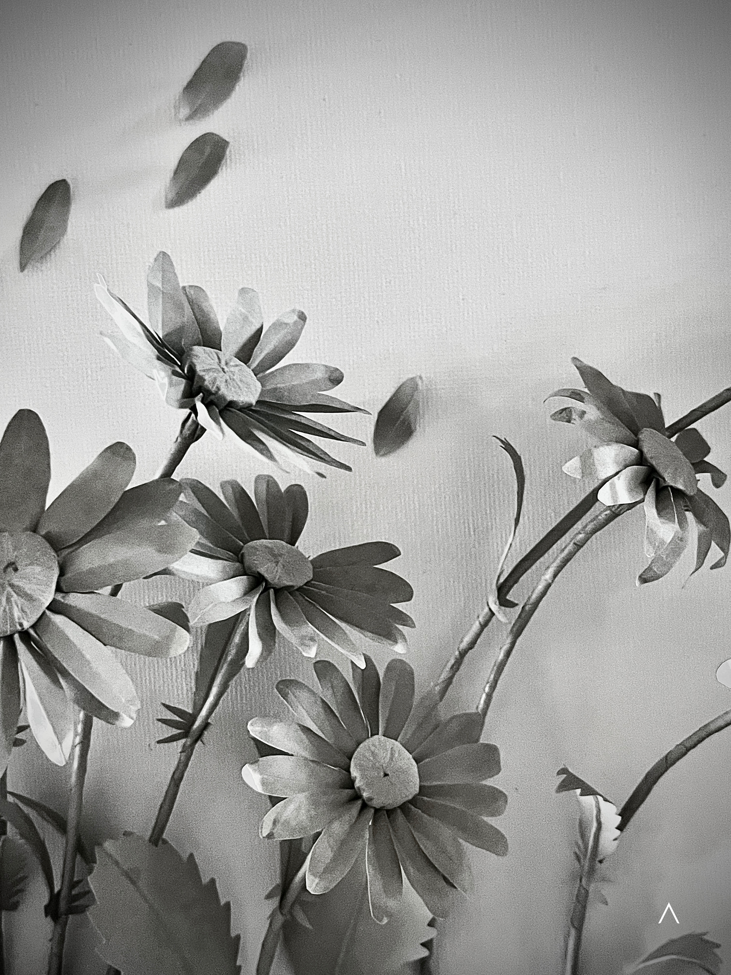 The Sound of the Oxeye Daisy Field