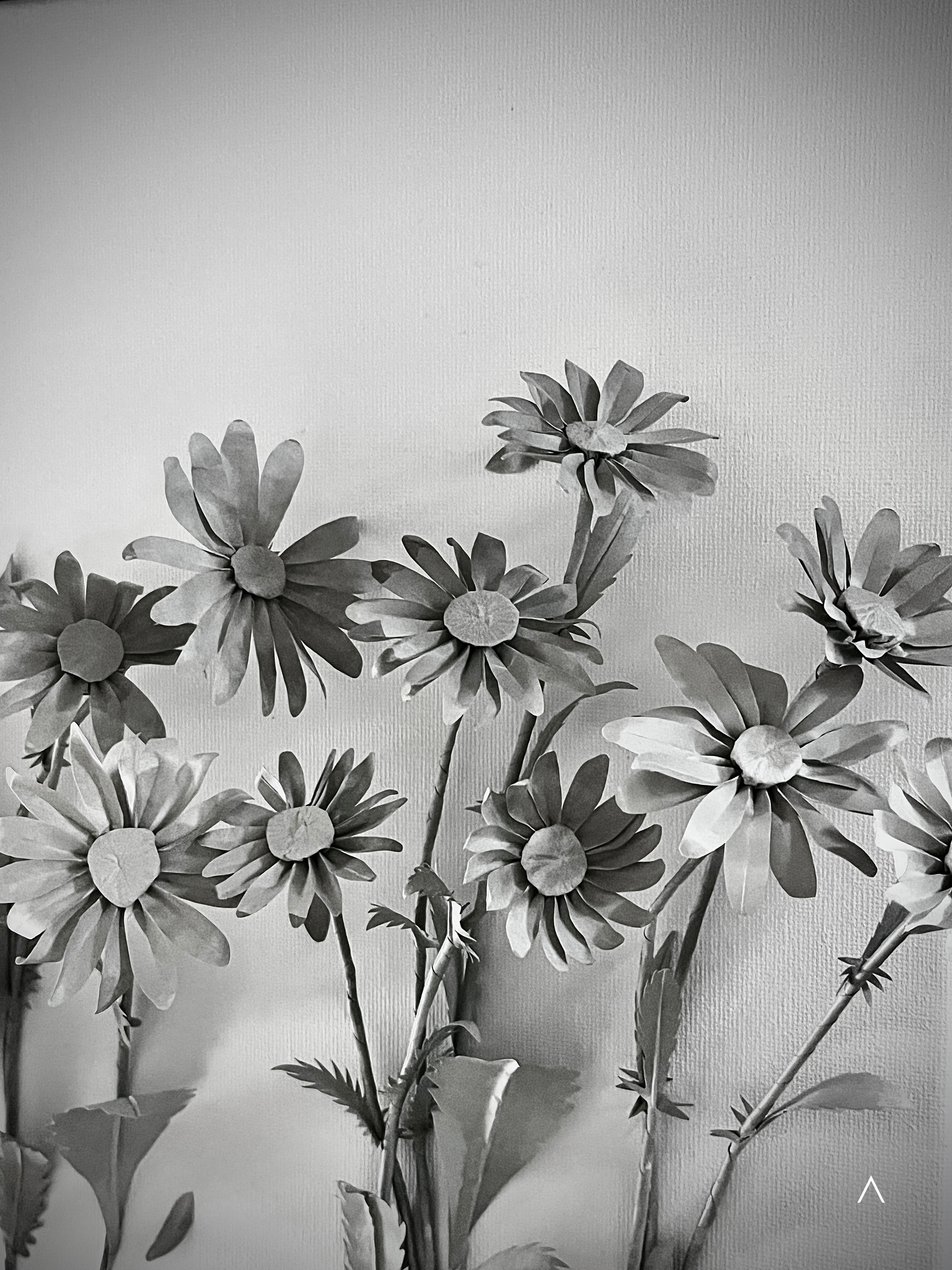 The Sound of the Oxeye Daisy Field
