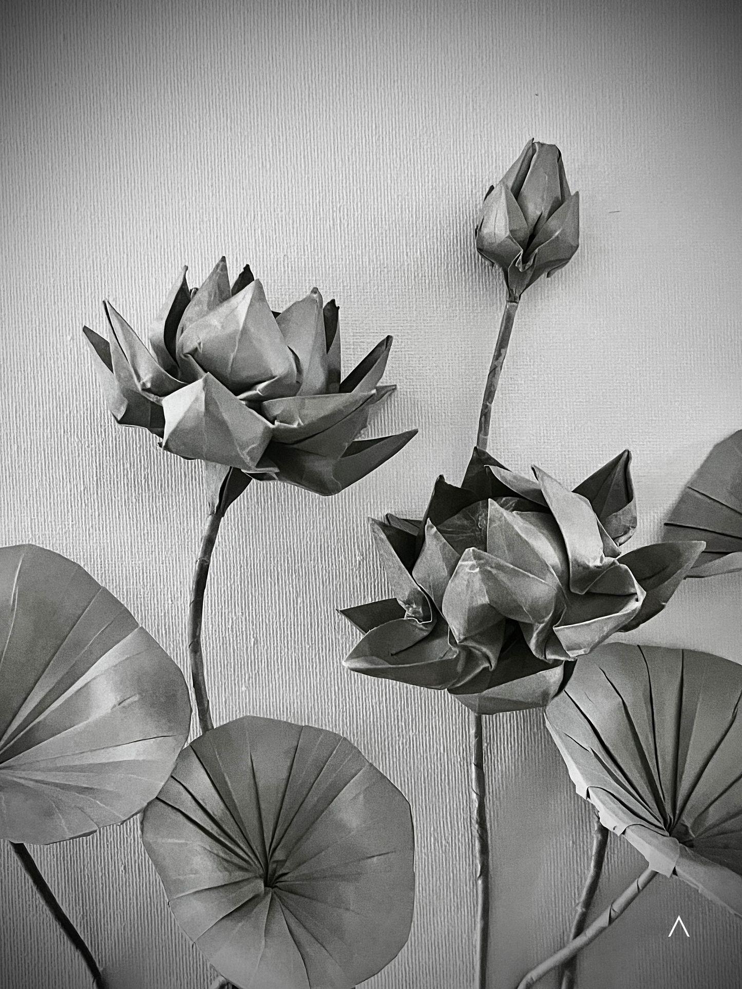 The Sound of the Lotus Pond