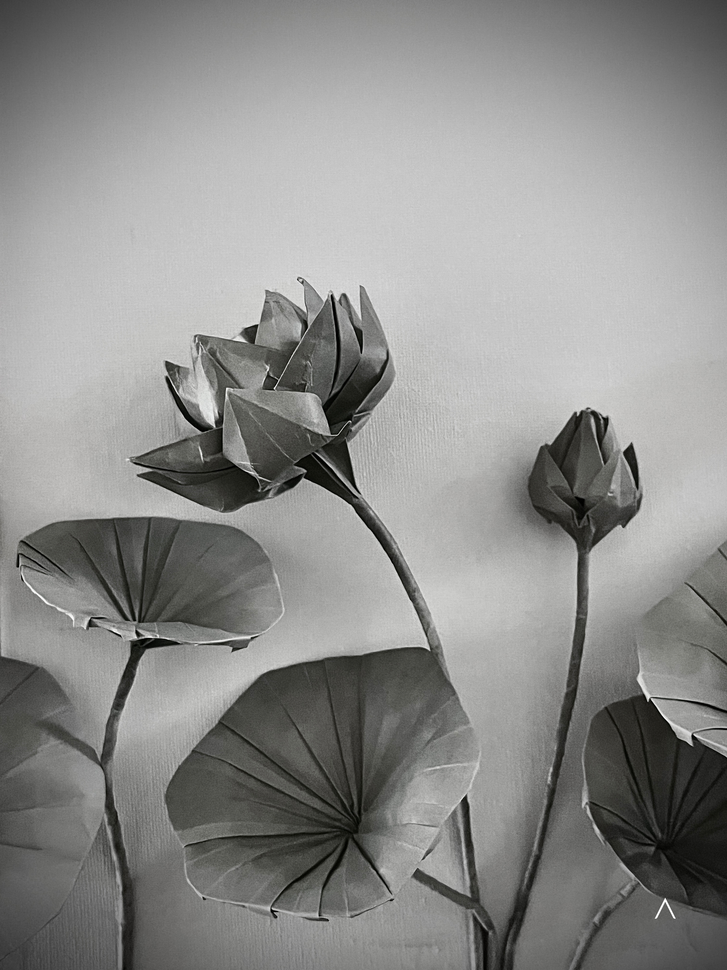 The Sound of the Lotus Pond