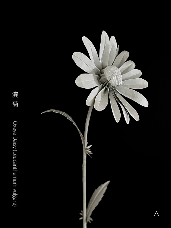 Oxeye Daisy 滨菊