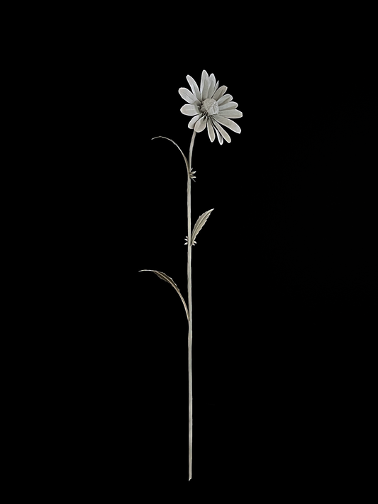 Oxeye Daisy 滨菊