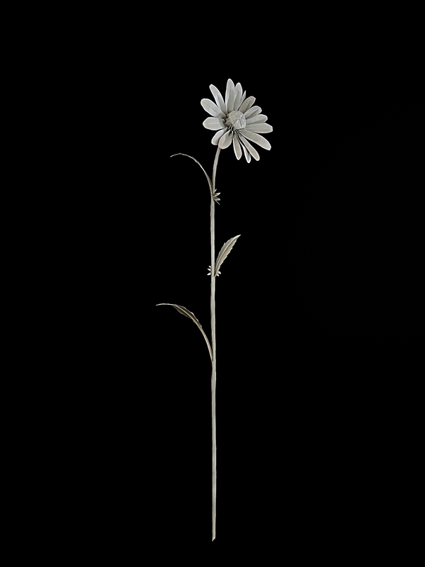 Oxeye Daisy 滨菊
