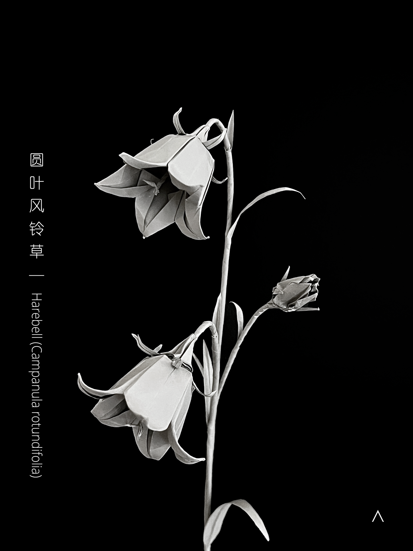 Harebell 圆叶风铃草