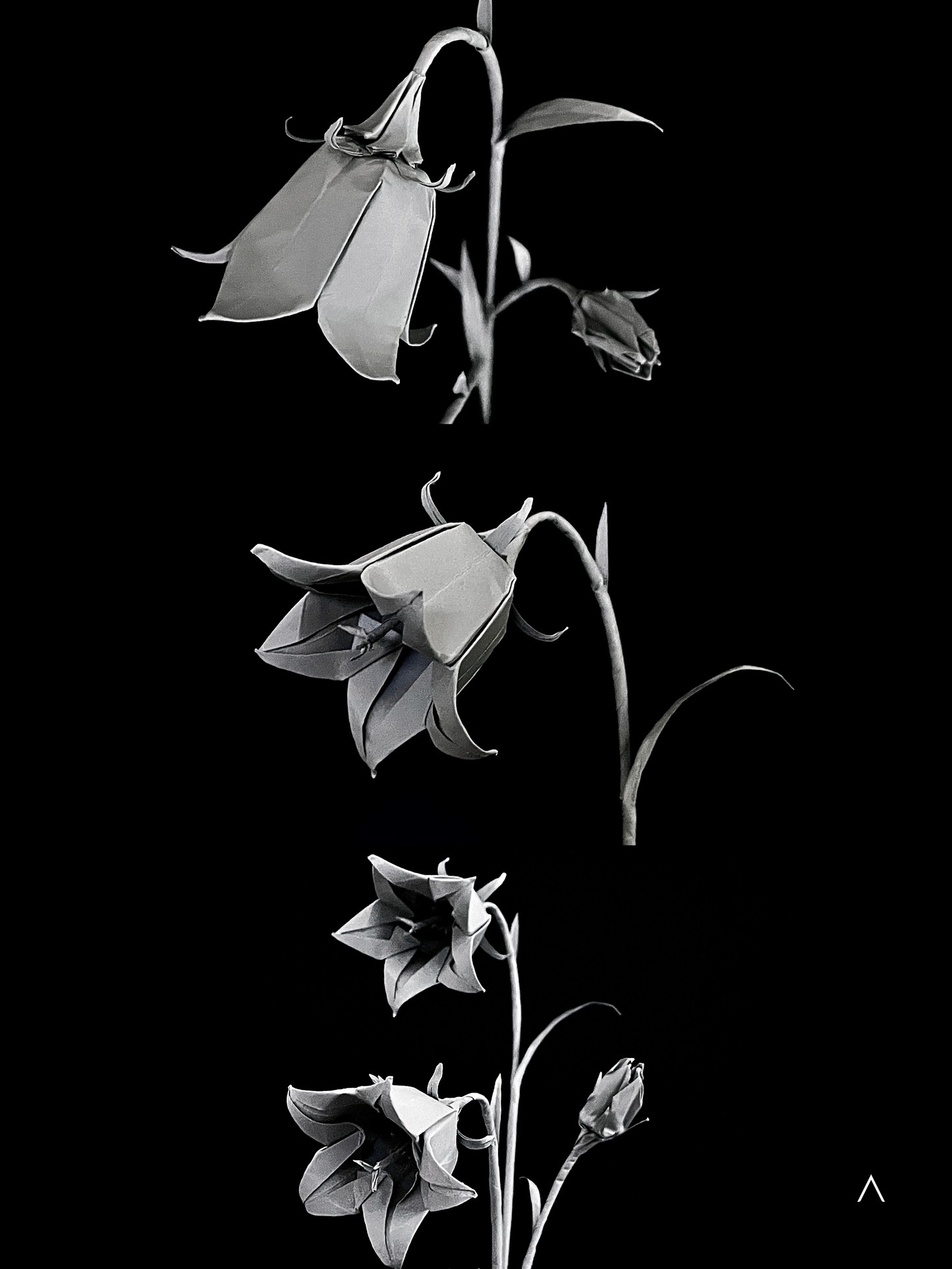 Harebell 圆叶风铃草