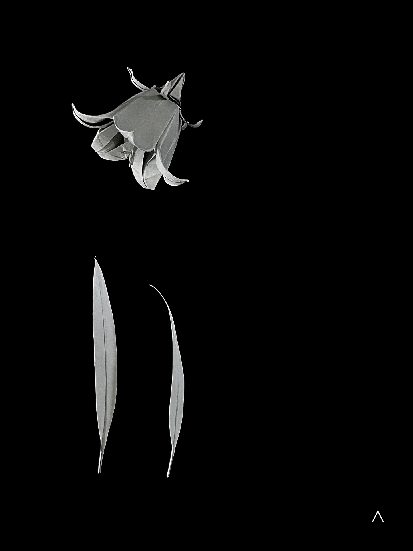 Harebell 圆叶风铃草