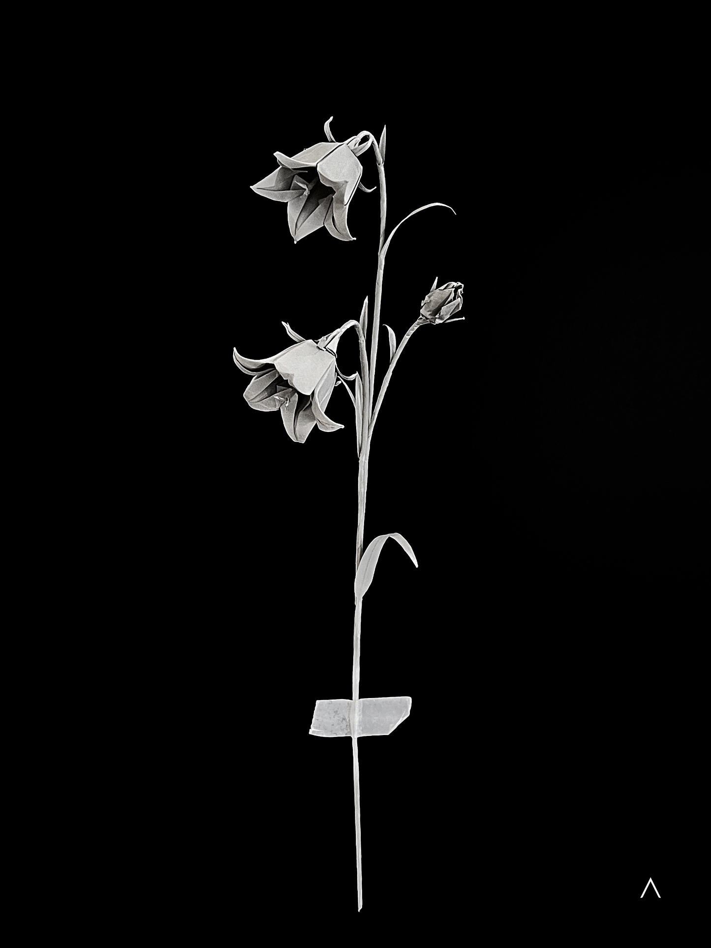 Harebell 圆叶风铃草