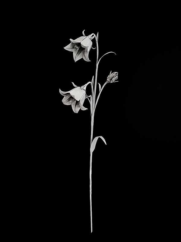 Harebell 圆叶风铃草