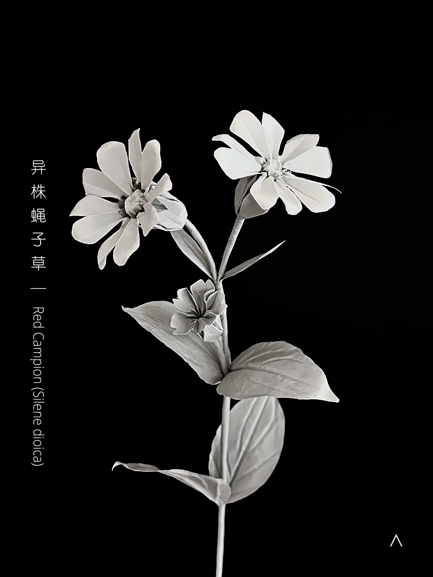 Red Campion 红石竹