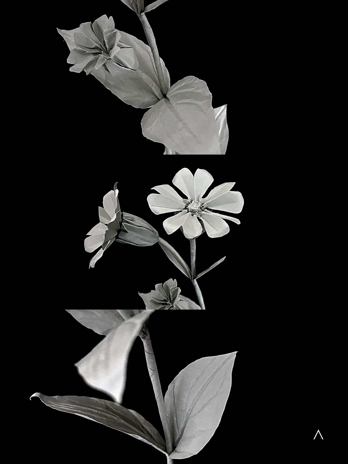 Red Campion 红石竹