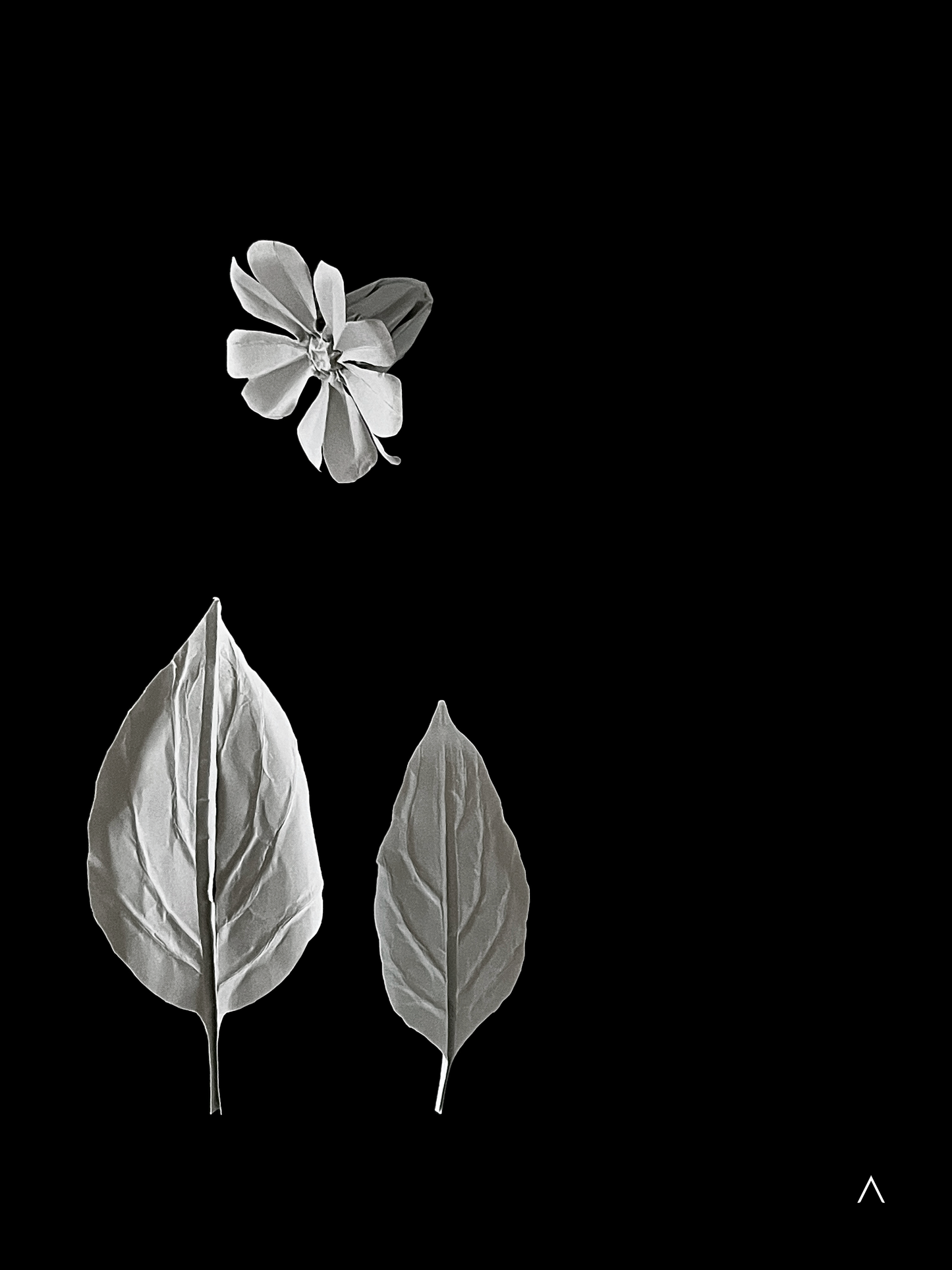 Red Campion 红石竹