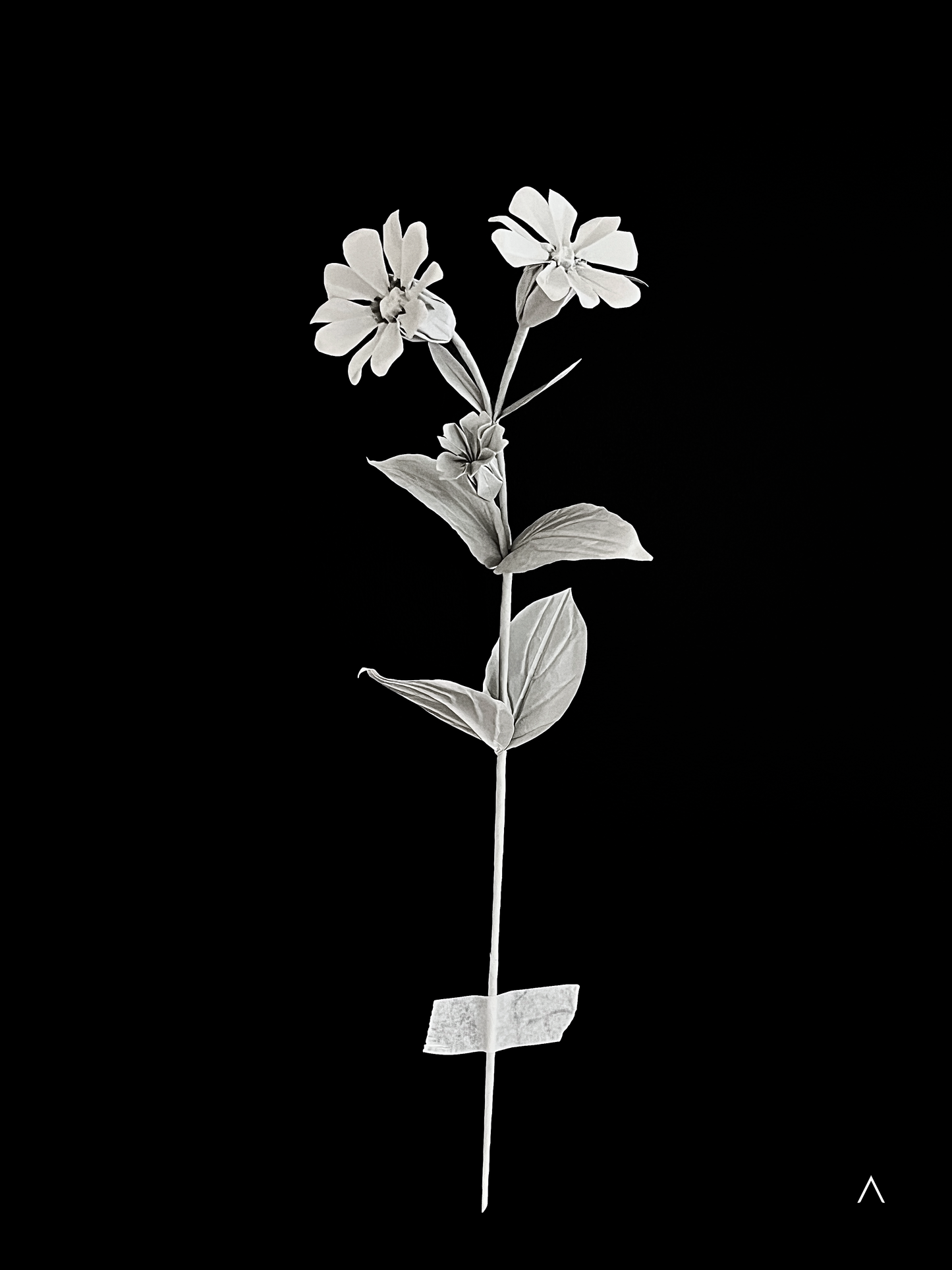 Red Campion 红石竹