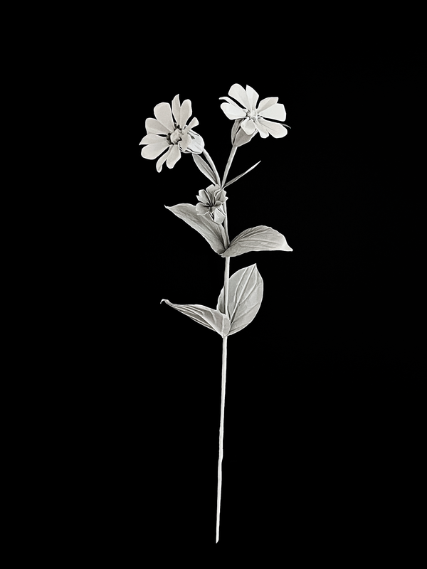 Red Campion 红石竹