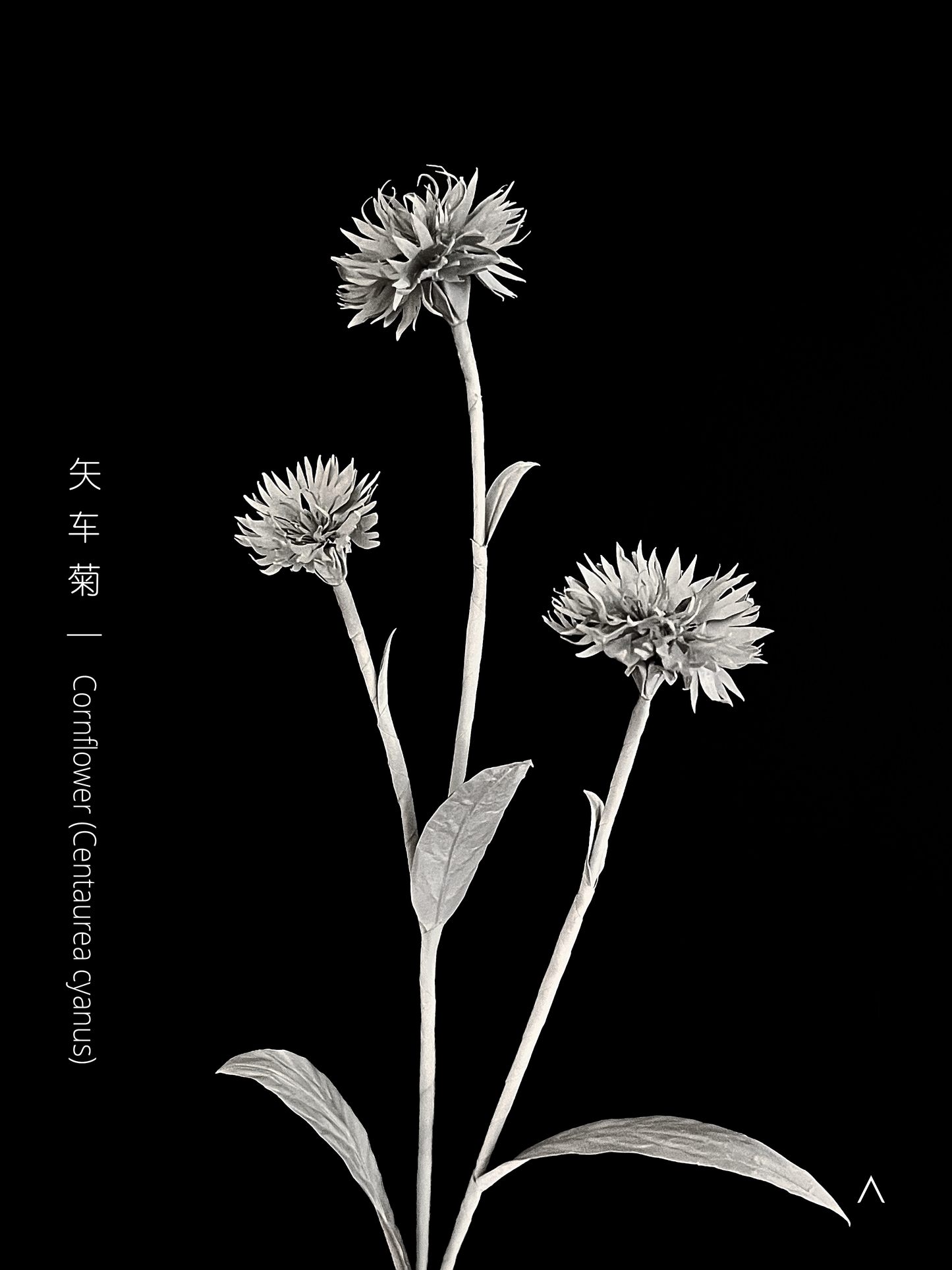 Cornflower 矢车菊