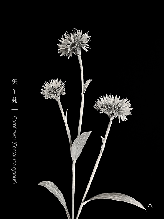 Cornflower 矢车菊