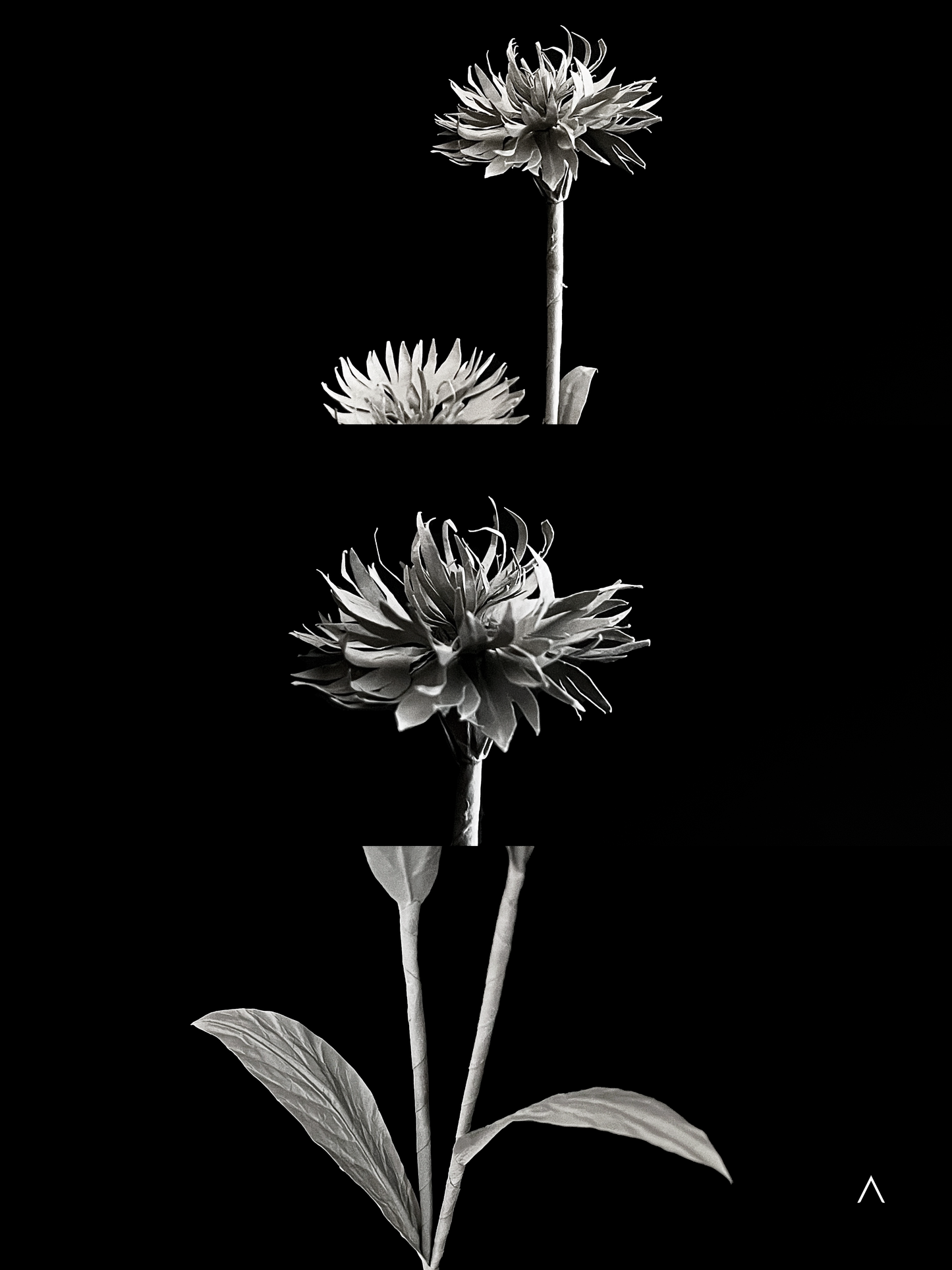 Cornflower 矢车菊