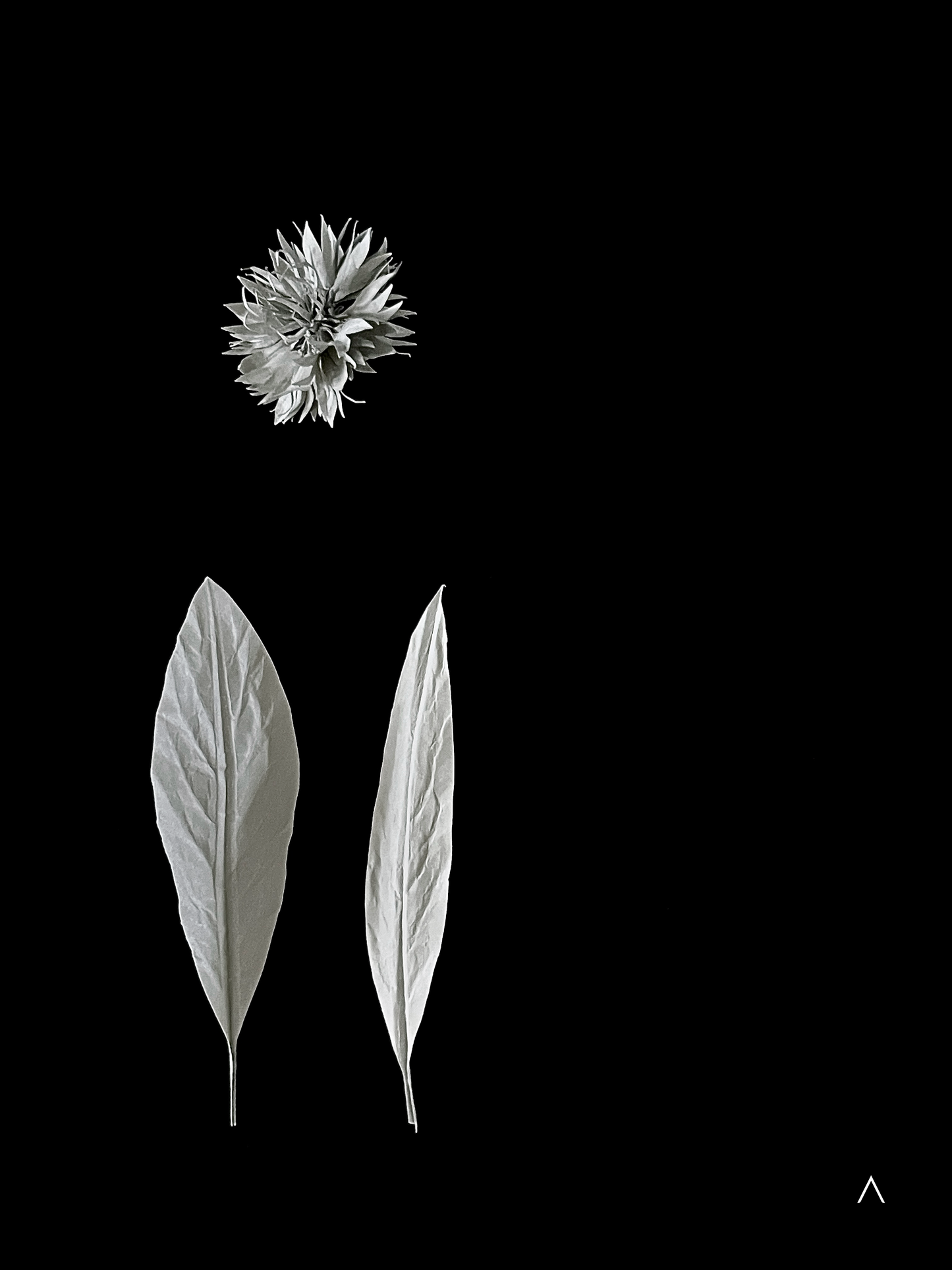 Cornflower 矢车菊