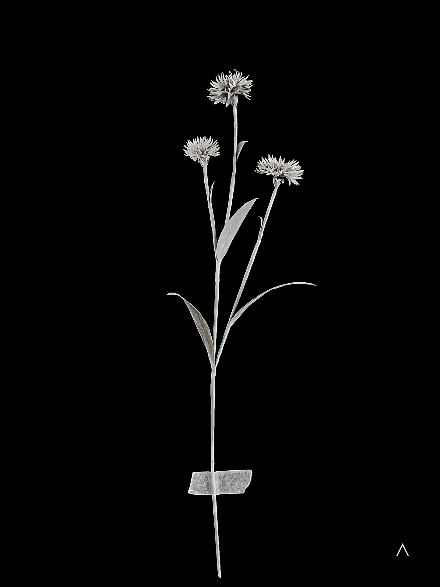 Cornflower 矢车菊