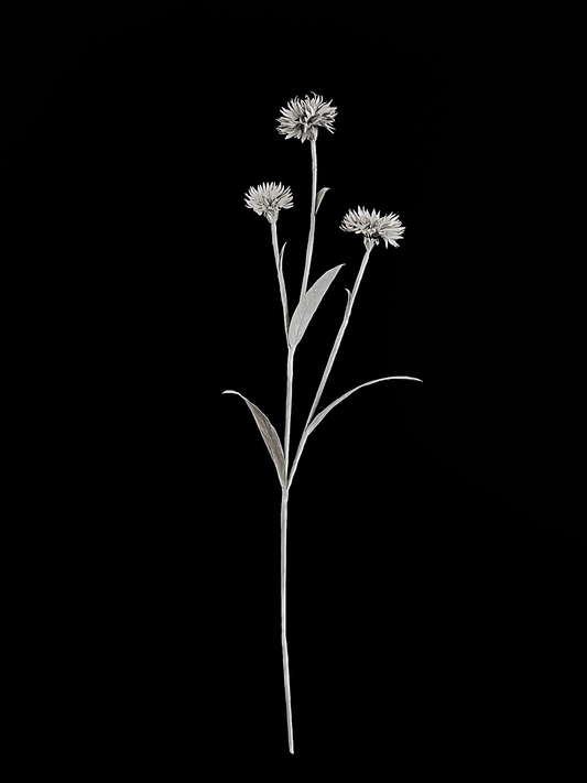 Cornflower 矢车菊