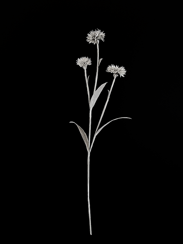 Cornflower 矢车菊