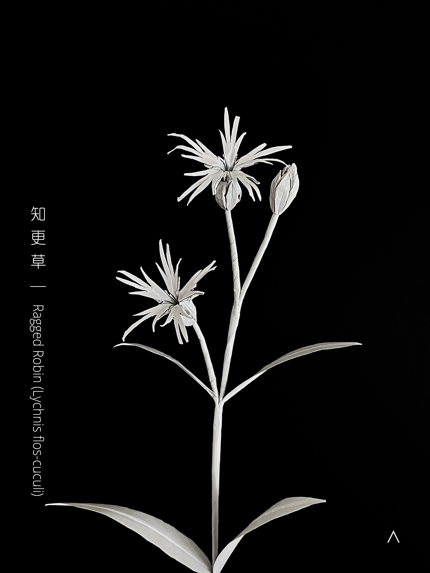 Ragged Robin 知更草