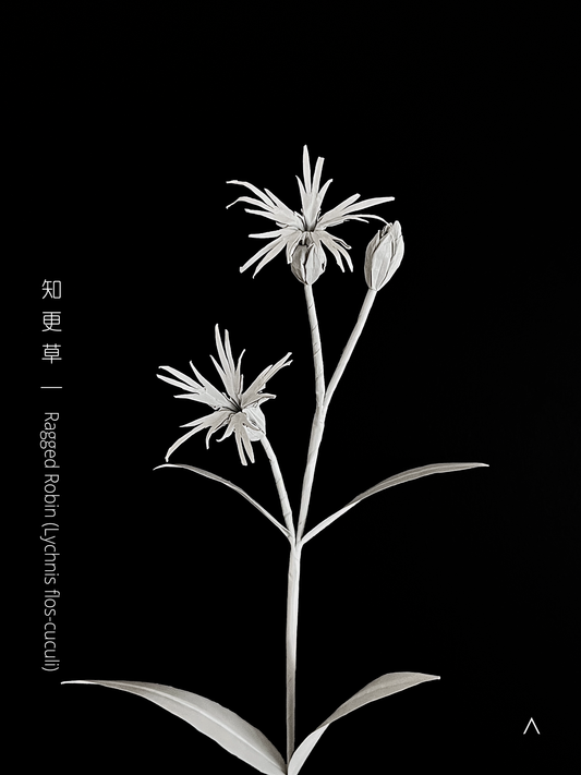 Ragged Robin 知更草