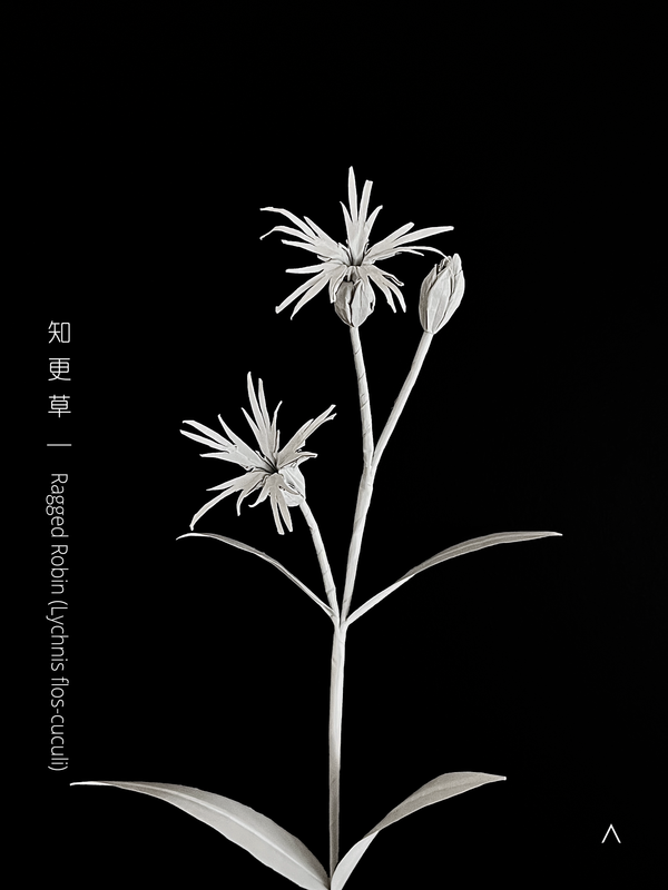 Ragged Robin 知更草