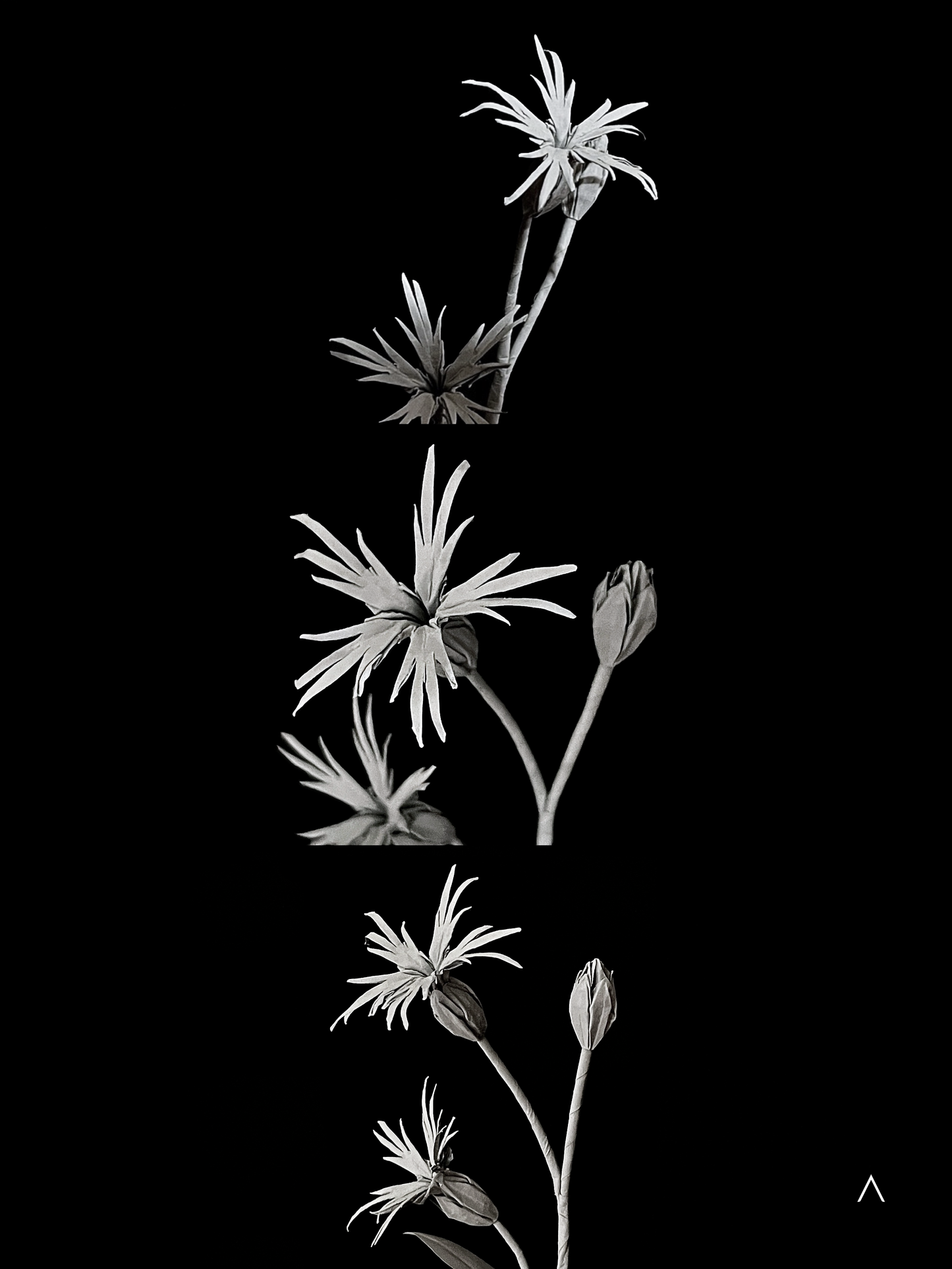 Ragged Robin 知更草