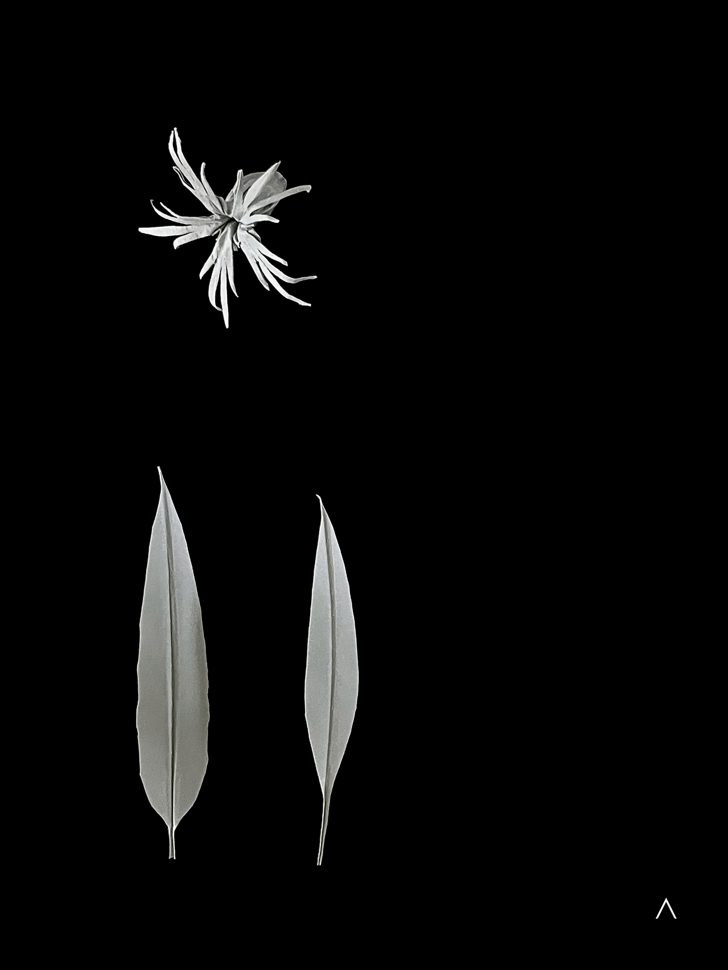 Ragged Robin 知更草