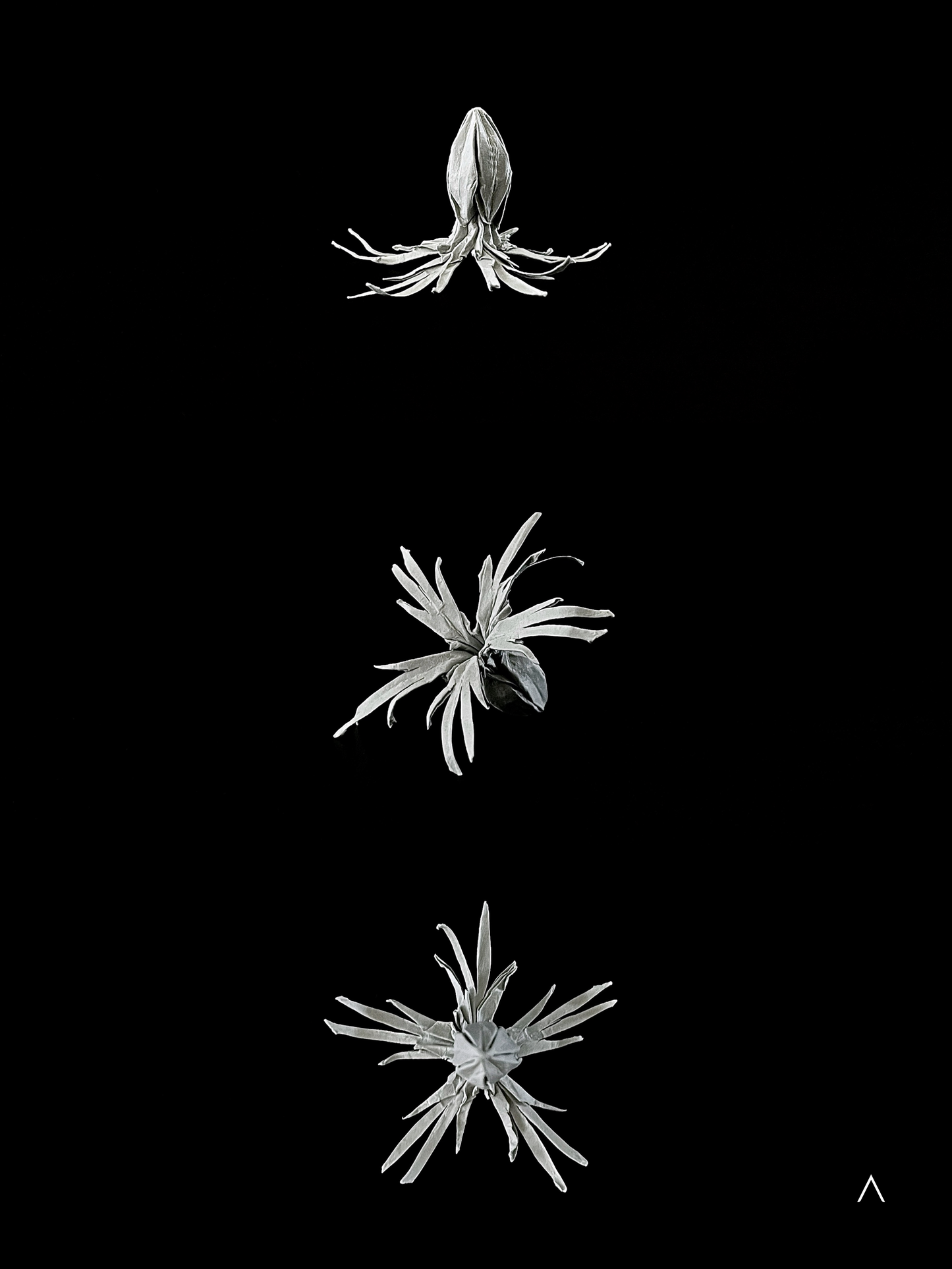 Ragged Robin 知更草