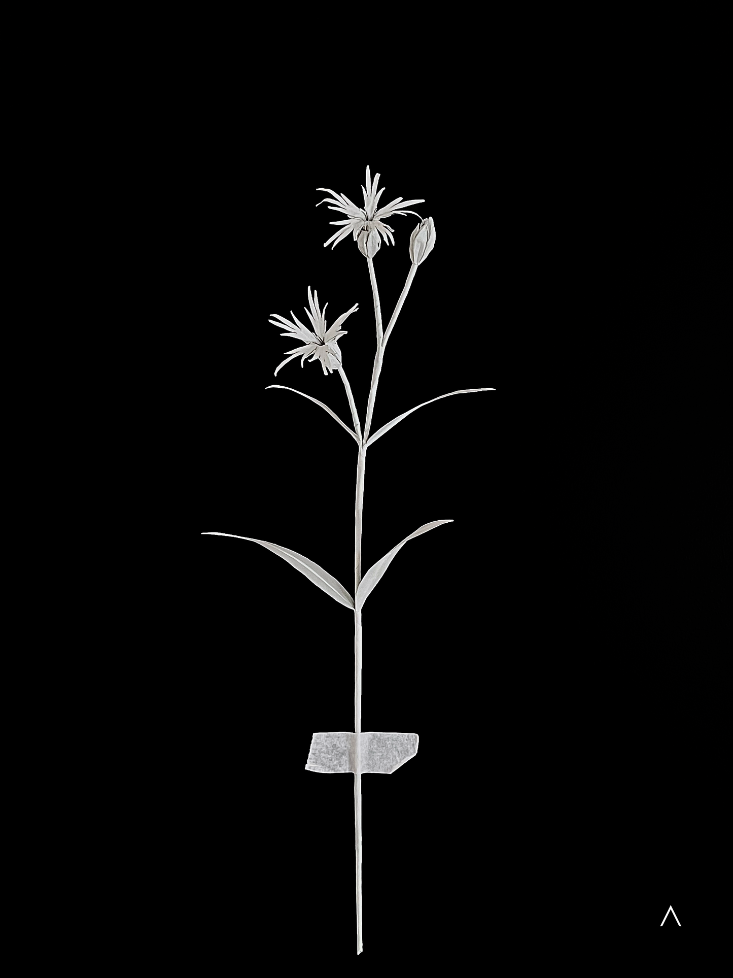 Ragged Robin 知更草