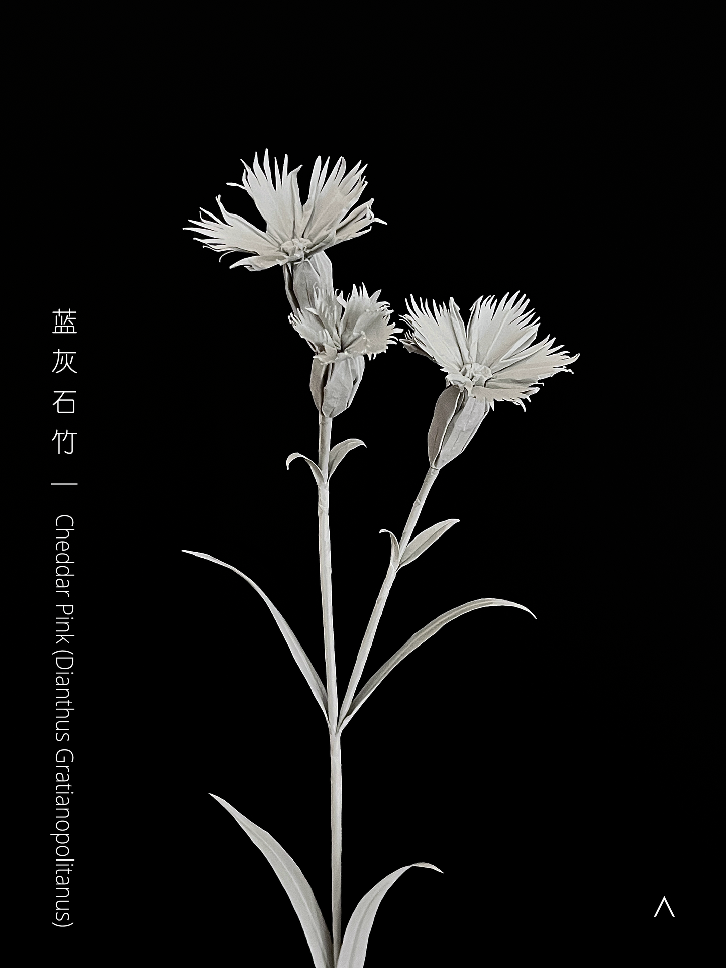 Cheddar Pink 蓝灰石竹