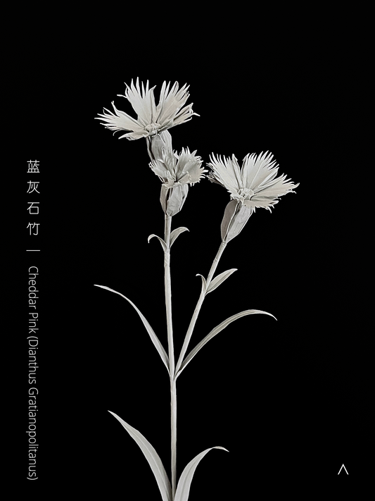 Cheddar Pink 蓝灰石竹