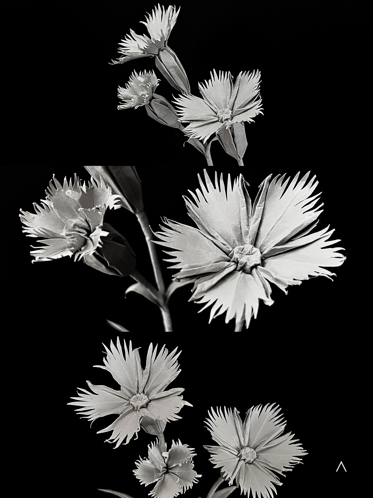 Cheddar Pink 蓝灰石竹