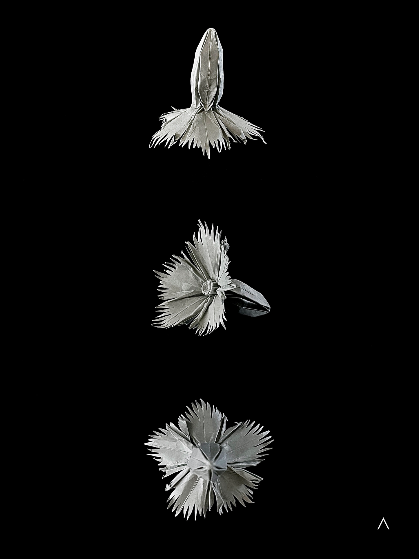 Cheddar Pink 蓝灰石竹