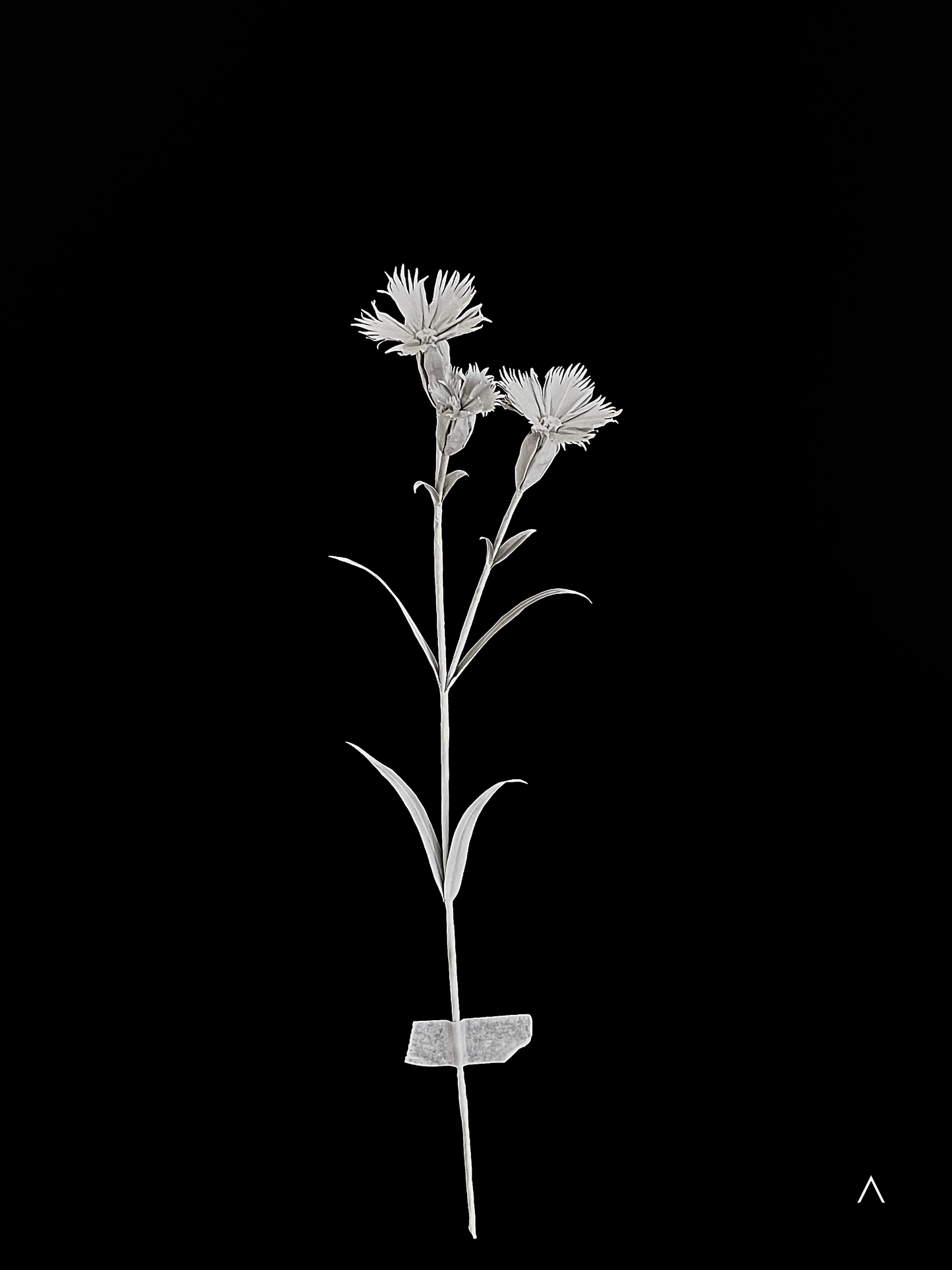 Cheddar Pink 蓝灰石竹