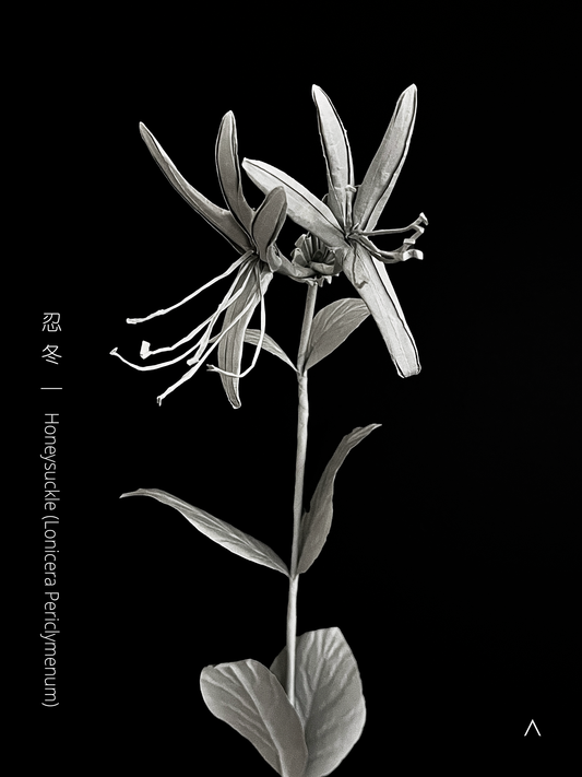 Honeysuckle 金银花