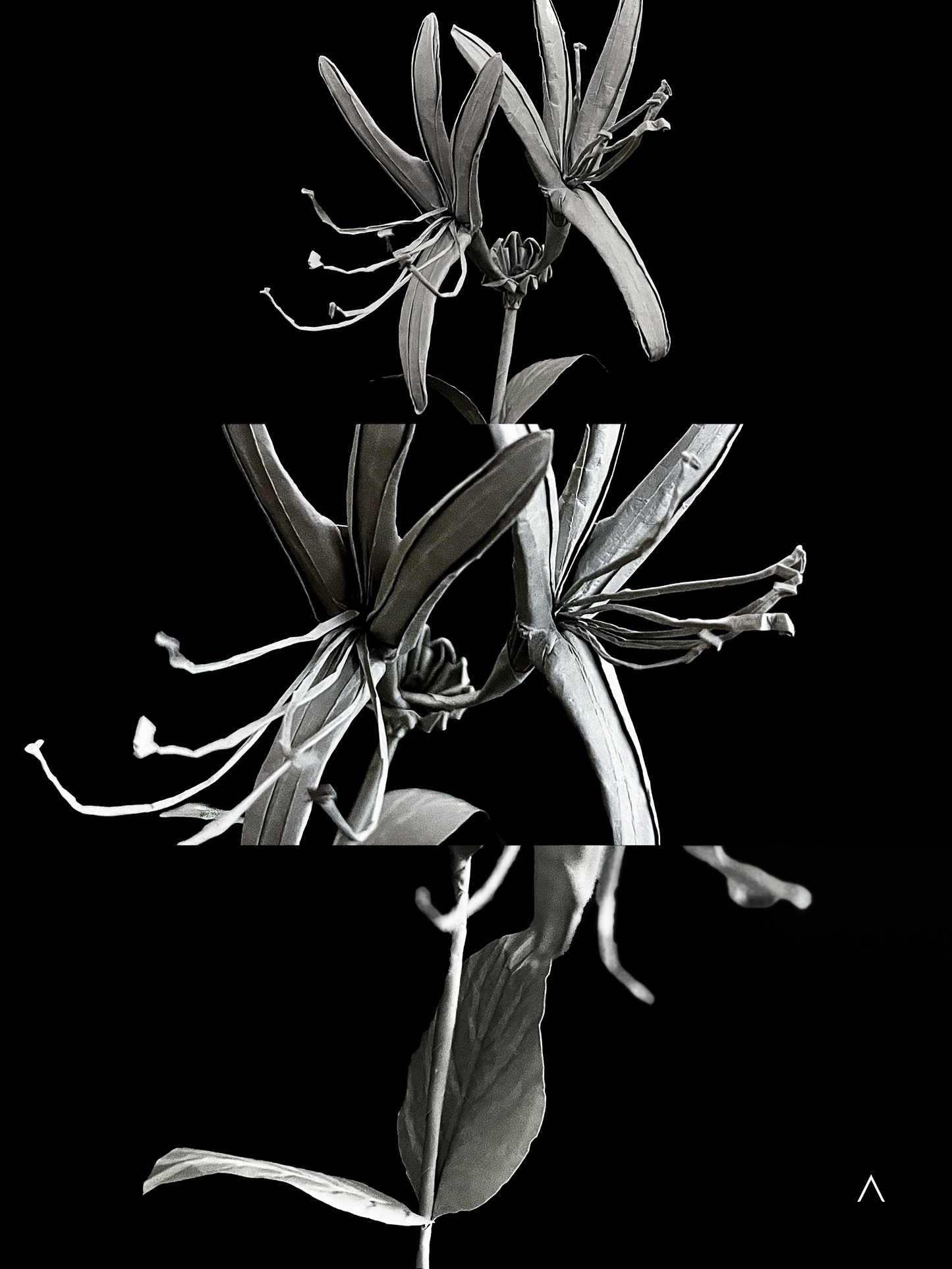 Honeysuckle 金银花