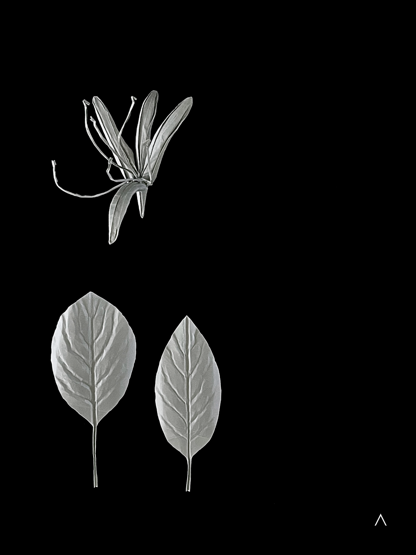 Honeysuckle 金银花