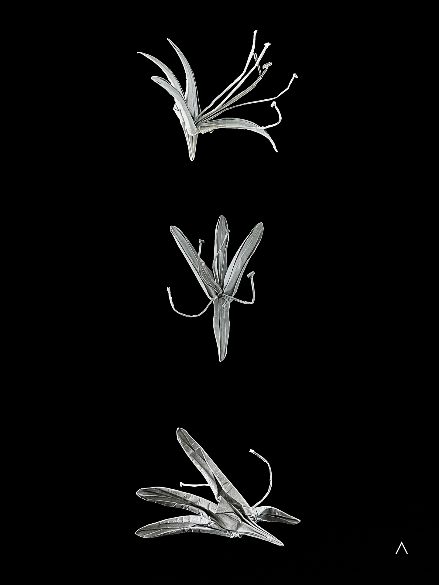 Honeysuckle 金银花