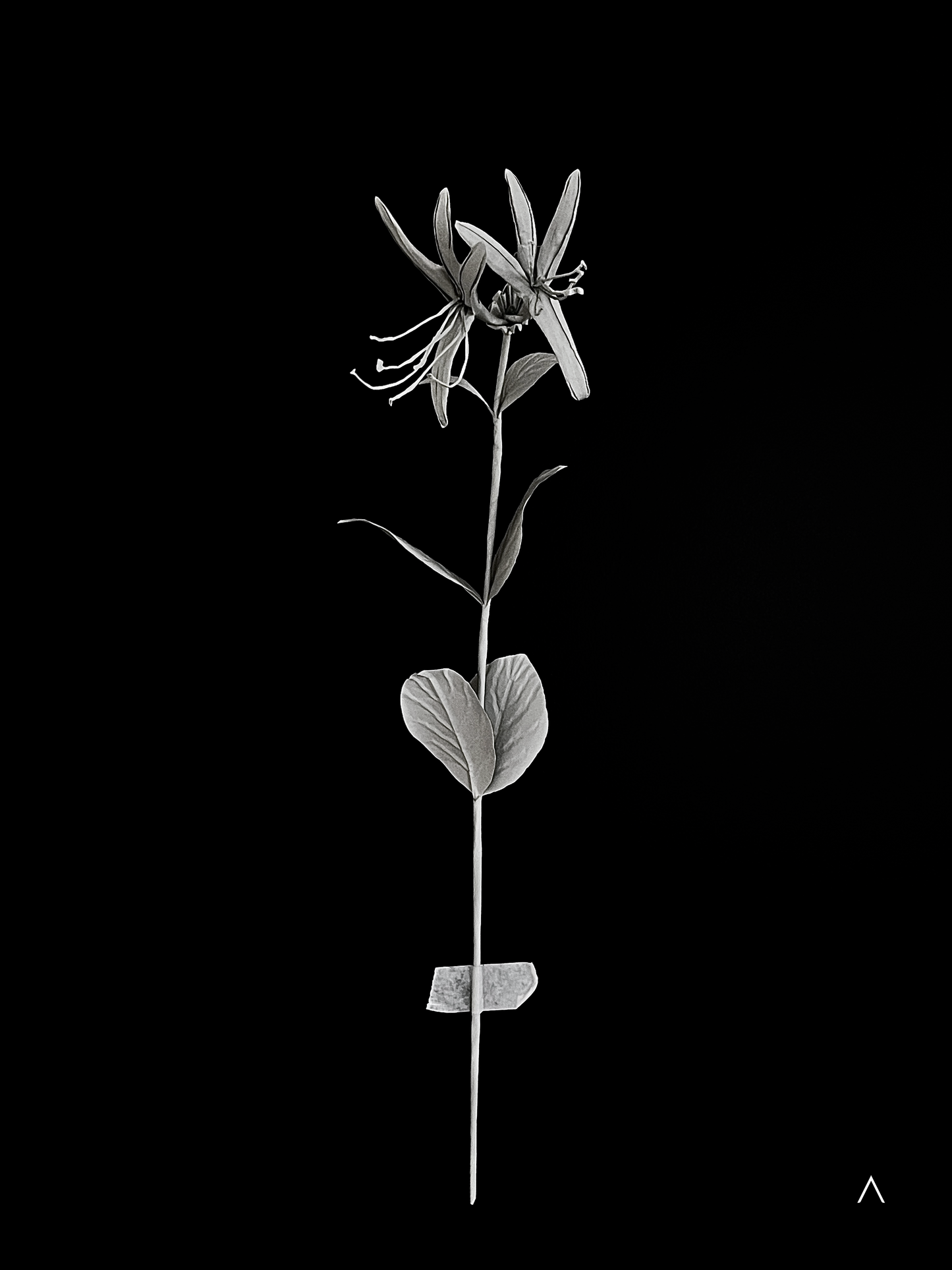 Honeysuckle 金银花