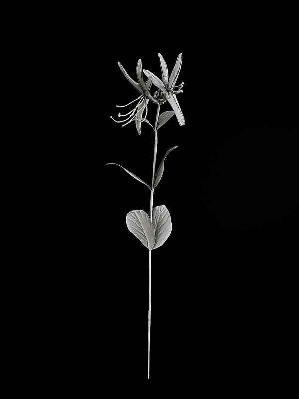 Honeysuckle 金银花