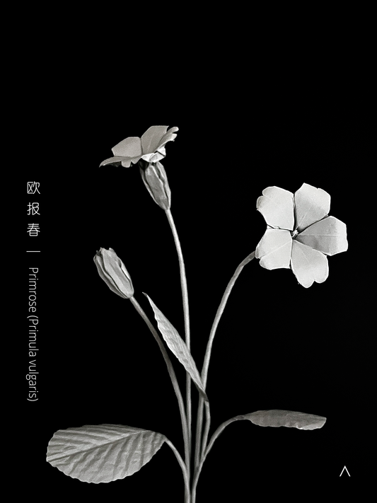 Primrose 欧报春