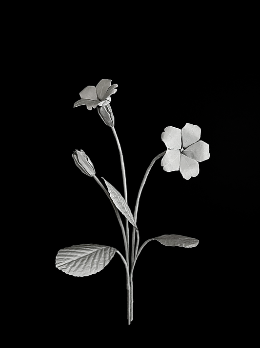 Primrose 欧报春